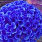 JMS 200Pcs Celosia Cristata Seeds - Blue Color