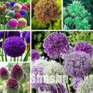 JMS 100Pcs Giant Allium Giganteum Seeds - Mixed 6 Colors