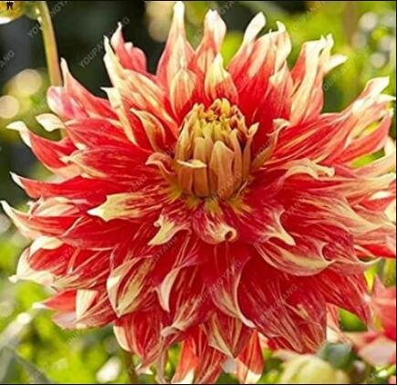 JMS 100Pcs Dahlia Flower Seeds - Goldenish Red Double Flowers
