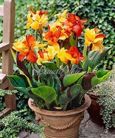 JMS 200Pcs Canna Lily Potted Flower Seeds - Yellow Red Colorful Flowers