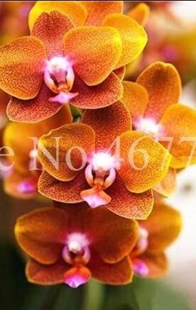 JMS 100Pcs Cymbidium Floribundum Orchid Seeds - Redish Brown Flowers