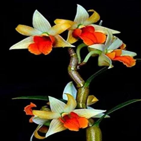JMS 100Pcs Mini Phalaenopsis Flower Seeds - Whitish Brown Color With Redish Orange Tongue