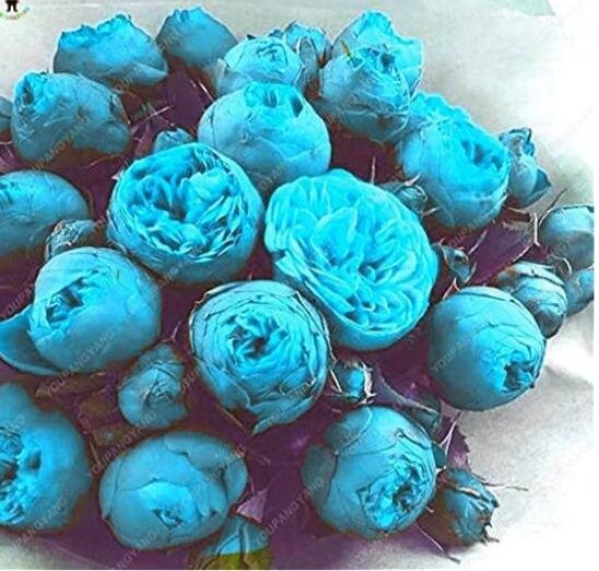 JMS 10Pcs Paeonia Lactiflora Seeds - Sky Blue Double Flowers