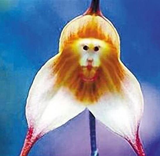 JMS 200Pcs Monkey Face Orchids Seeds - Whitish Light Brown Flowers