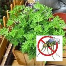 JMS 100Pcs  Mosquito Repelling Grass Mozzie Buster Sweetgrass Seeds
