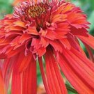 JMS 200Pcs Rare 'Hot Papaya' Echinacea Seeds Fire Hot Double Petals With Orange Head Coneflower