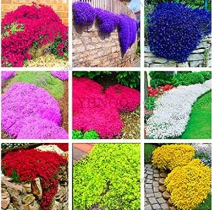 JMS 100Pcs Creeping Thyme Seeds - Mixed 9 Colors
