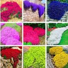 JMS 100Pcs Creeping Thyme Seeds - Mixed 9 Colors