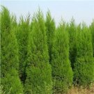 JMS 100Pcs Italian Cypress Trees Seeds Platycladus Orientalis