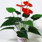 JMS 100Pcs Red Anthurium Seeds