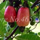 JMS 5Pcs Exotic Cashew Tree Seeds Anacardium Occidentale