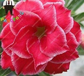 JMS 2Pcs Desert Rose Adenium Seeds - 3-Layer Dark Red Flowers With White Edge