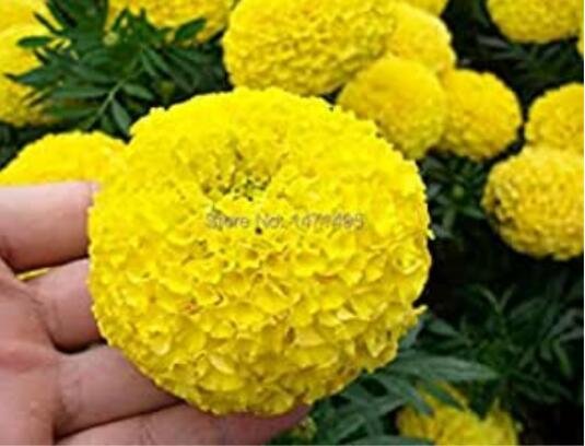 JMS 100Pcs Yellow African Marigold French Marigold Seeds