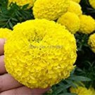 JMS 100Pcs Yellow African Marigold French Marigold Seeds