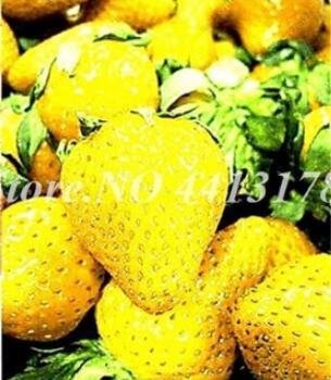 JMS 300Pcs Giant Strawberry Seeds - Yellow Color
