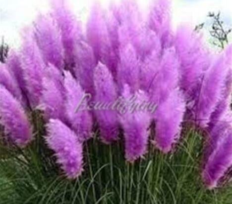 JMS 200Pcs Pampas Grass Seeds - Bright Purple Colors