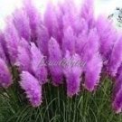 JMS 200Pcs Pampas Grass Seeds - Bright Purple Colors