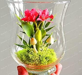 JMS 100Pcs Mini Seed Orchid Seeds - Rose Red Flowers