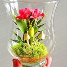 JMS 100Pcs Mini Seed Orchid Seeds - Rose Red Flowers