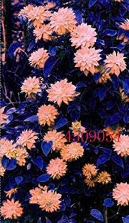 JMS 100Pcs Clematis Seeds - Light Khaki Color