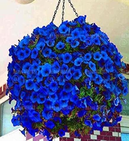 JMS 200Pcs Hanging Petunia Flower Seeds - Dark Blue Color