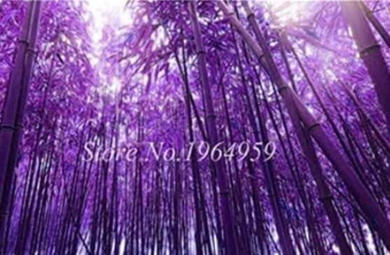 JMS 50Pcs Bamboo Seed Lucky Moso Tree Seeds - Dark Purple Color