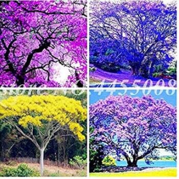 JMS 50Pcs Jacaranda Mimosifolia Tree Seeds - Mixed 4 Colors
