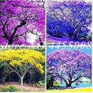 JMS 50Pcs Jacaranda Mimosifolia Tree Seeds - Mixed 4 Colors