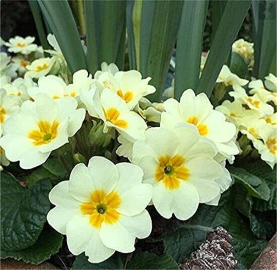 JMS 100Pcs Evening Primrose Seeds - Light Yellowish White Flowers With Yellow Centre
