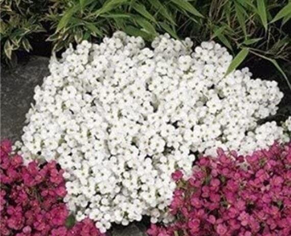 JMS 200Pcs Creeping Thyme Seeds Rock Cress Plant - White And Dark Red Color