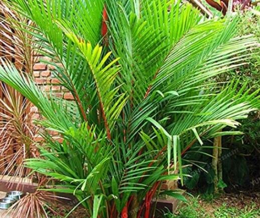 JMS 10Pcs Lipstick Palm Cyrtostachys Renda Tree Seeds