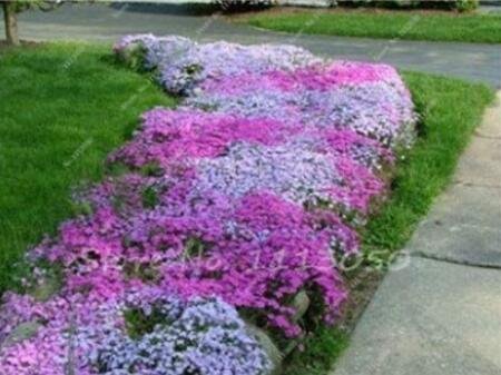 JMS 200Pcs Creeping Thyme Seeds Rock Cress Plant - Mixed Pink And White Colors