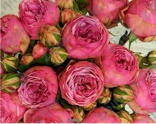 JMS 10Pcs Exotic Double Peony Seeds - Red Double Flowers Ball Type