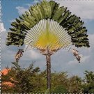 JMS 200Pcs Green Travelers Palm Flores Seeds