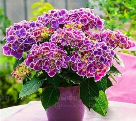 JMS 50Pcs Hydrangea Seeds - 2 Colors Available