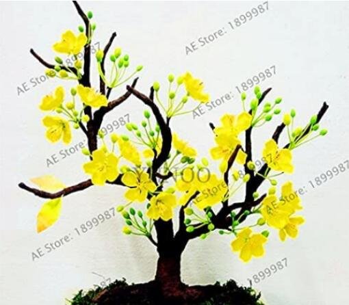 JMS 10Pcs Yellow Arabian Jasmine Seeds