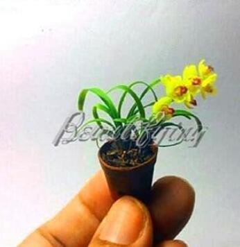 JMS 100Pcs Phalaenopsis Orchid Seeds - Mini Type Yellow Flowers