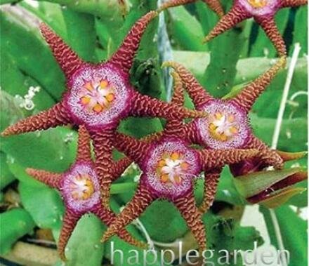 JMS 100Pcs  Stapelia Pulchella Perennial Flower Seeds - Colorful