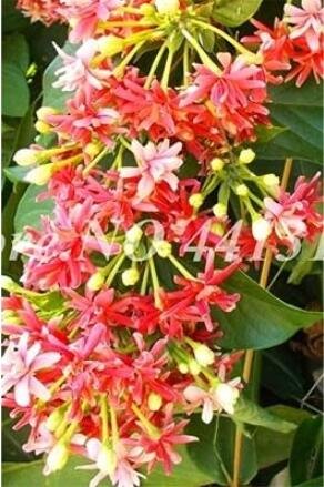 JMS 100Pcs Honeysuckle Vine Plant Seeds - Water Pink Color