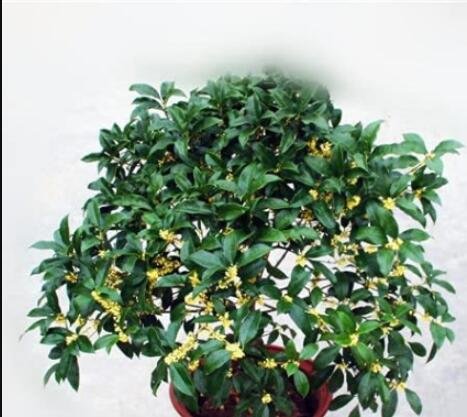 JMS 10Pcs Fragrance Osmanthus Tree Seeds - Yellow Bonsai Flowers