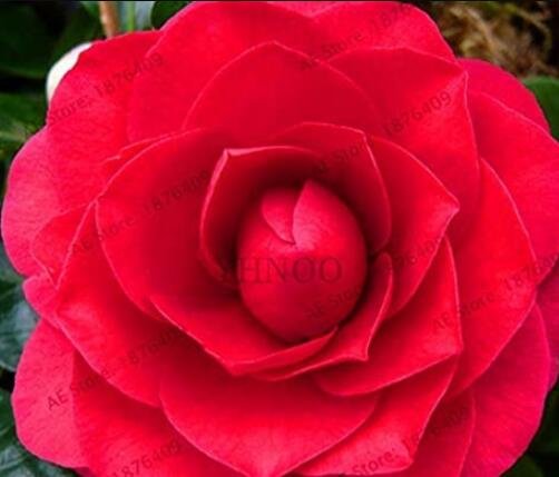 JMS 5Pcs Camellia Flores Potted Plants Seeds - Red Double Flowers