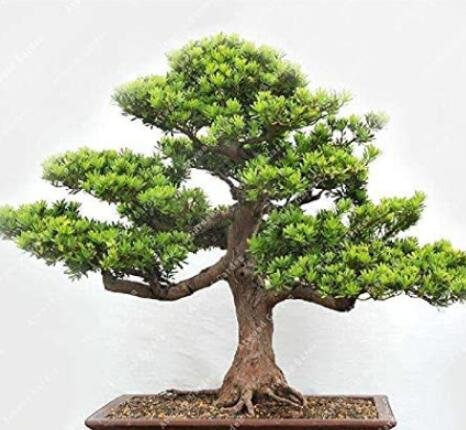 JMS 20Pcs Potted Pine Tree Seeds Pinus Thunbergii Podocarpus Macrophyllus