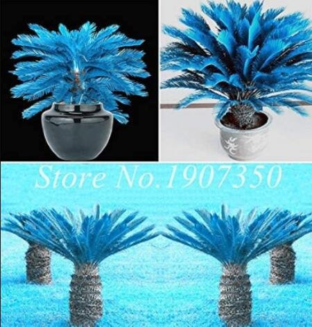 JMS 50Pcs Sago Cycas Seeds - Blue Plant