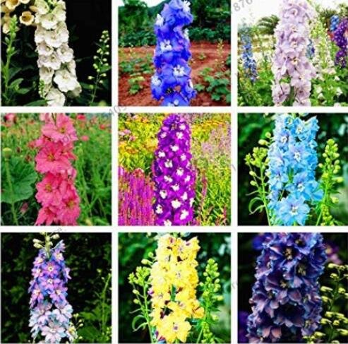 JMS 100Pcs Hydrangea Rocket Larkspur Plant Seeds Ajacis Delphinium - Mixed 9 Colors