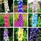 JMS 100Pcs Hydrangea Rocket Larkspur Plant Seeds Ajacis Delphinium - Mixed 9 Colors