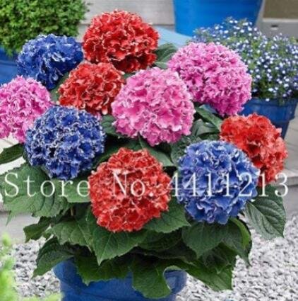 JMS 100Pcs Hydrangea Bonsai Flower Seeds - Mixed Blue Pink Red Flowers