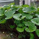 JMS 5Pcs Primrose Petasites Japonicus Giganteus Dinosaur Seeds
