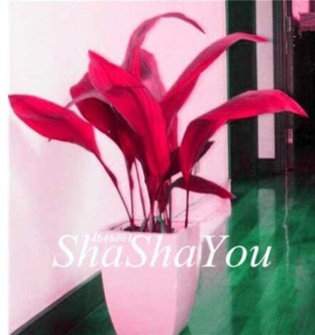 JMS 200Pcs Hosta Seeds - 2 Colors Available