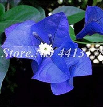 JMS 50Pcs Bougainvillea Seeds - Blue Colors