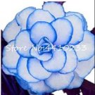 JMS 100Pcs Begonia Seeds - White Double Flowers With Blue Edge